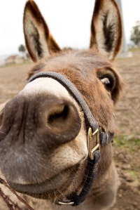 donkey 3