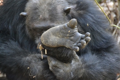 chimp feet