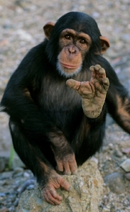 chimp feet3
